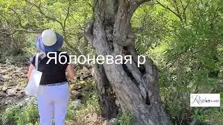Яблоневое ущелье и петроглифы - экскурсия на Алаколе