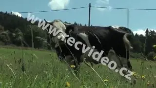 ČR - zvířata - krávy - pastva
