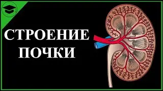 Строение ПОЧКИ ЕГЭ | Анатомия ПОЧКИ | Самое простое объяснение