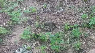 Дом у озера. Ещё одна птичка в саду.
