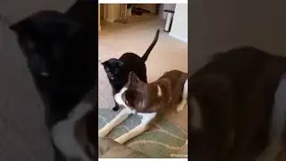 what not to do as an animal 