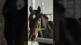 Лошади: Интересные и Неожиданные Факты о Великолепных Скакунах #животные #animals #facts #интересно