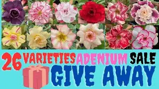 ഫ്ലവറോട് കൂടിയ ADENIUM SALE 