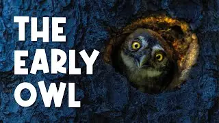 The Early Owl - Poetry for Kids