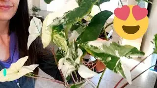 Syngonium Albo house plant!