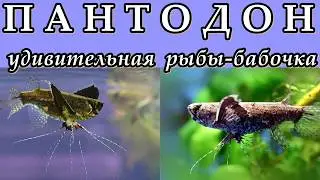 ПАНТОДОН - Удивительная рыба-бабочка