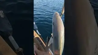 How I caught my DREAM kayak fish!?! 😍