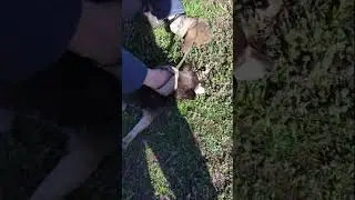 Вагонник спас собачку  от удушающего ошейника! Собачка  уже не могла ходить!