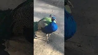 Павлин…. Его по праву относят к одним из самых красивых птиц в мире. ...