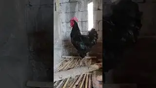 Гигант хуроз Кора шахзода