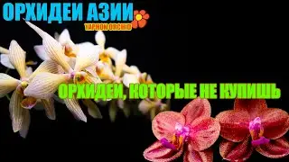 😱 ОРХИДЕИ, КОТОРЫЕ ВЫ НЕ УВИДИТЕ В ПРОДАЖЕ!