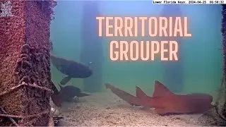 Grouper to Sharks: “Don’t Come Around Here No More!” 