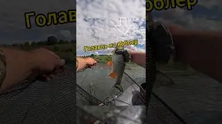 Поймал на рыбалке голавля на на воблер TsuYoki FAKIR 40F L002 #fishing #рыбалка