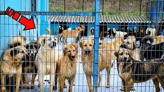 The dogs were caught and put in cages! What happened next is terrifying!