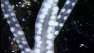 20/ Deep Sea, Deep Secrets on Vimeo