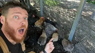 These Composting Chickens Are Eating What!?