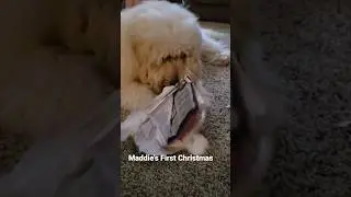 Goldendoodle First Christmas #dog #puppy #Christmas