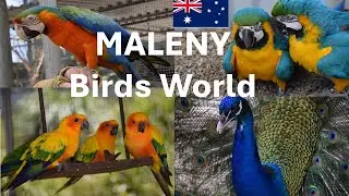 Experience the BEST of Maleny Botanical Gardens and Birds World!