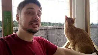 Kellys Rambling Renovation: I build a Catio (cat patio) on my balcony deck for my furry friends!