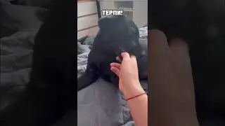 Напугала! #лабрадор #dog #собаки #лабрадоры #животные #щенки #dogs #puppy #animals #labrador #щенок