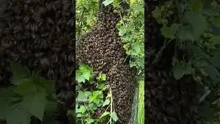 Encontraram uma nova casa