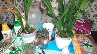 Новые орхи😁Горшки,субстрат,удобрения.Обзор🤓