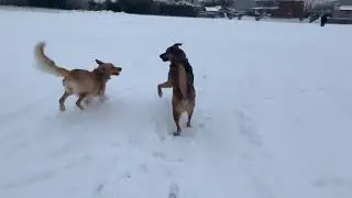 Cute Golden Retriever Snow Running Session!