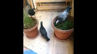 Güvercinler hangi otları yer?