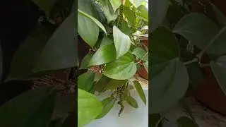 Bush pepper saplings for sale