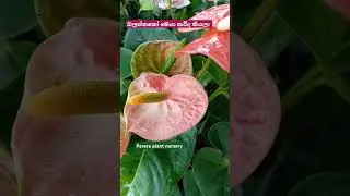 💐💐#anthurium 🌿🌿#shortvideos #flowers #plants 🪴🪴