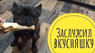 Французский бульдог Кузя заслужил вкусняшку
