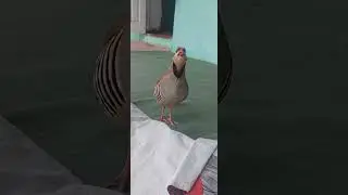 кабки Гарм чучаи 1.сола 