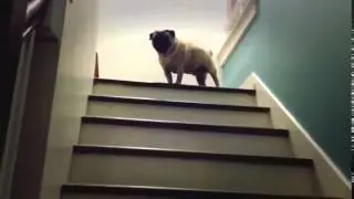 Мопс поднимается по лестнице