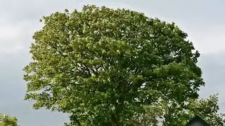 Wind blowing through a big Tree