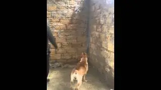 Чейзи лабрадор.