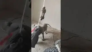 игра щенка стафф