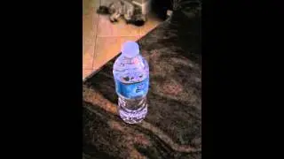 Insane Vegan Water review!