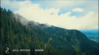 Wild Mystery - Reborn