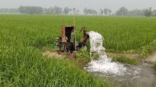 কিভাবে জমিতে পানি সেচ দেওয়া হয় দেখুন। চলনবিল।  কৃষি জমিতে পানি দেয়ার পদ্ধতি।