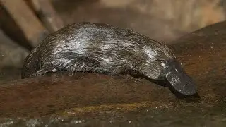 60 Seconds of Cute - Platypus