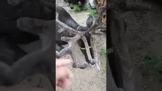 что делают мошки на рогах оленя...