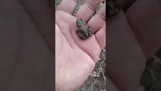 нашествие лягушек в степи
