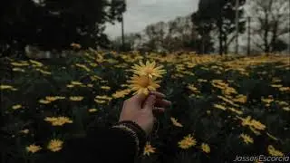 Vashti Bunyan - I'd Like to Walk Around your Mind (letra/lyrics)