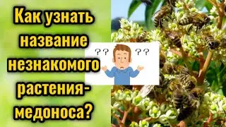 Как узнать название незнакомого медоноса?