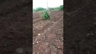 Working with the last batch of rainfall