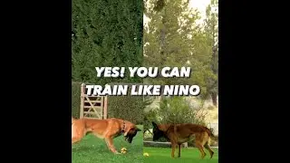 How To Train like Nino!? Yes, You can! 🫵 
