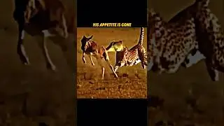 Cheetah vs leopard 