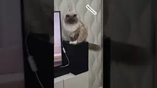 Надо попробовать😺 