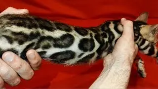 Мальчик 1 Джени + Оскар