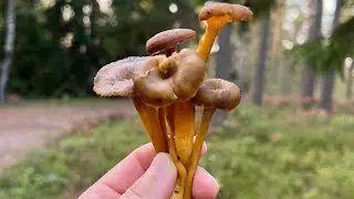 Let’s go Mushroom Hunting || Helsinki || FINLAND ||